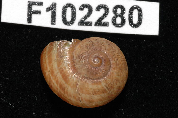 Snail shell and specimen label.