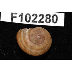 Snail shell and specimen label.