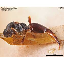 Wasp specimen, female, ventral view.