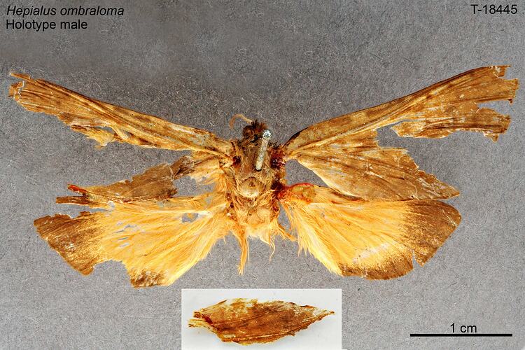 Moth specimen, male, dorsal view.