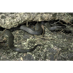 An Eastern Small-eyed Snake under a rock crevice.