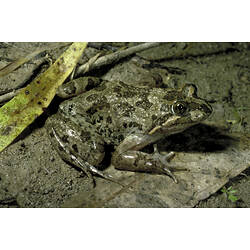 A Marsh Frog on muddy ground.