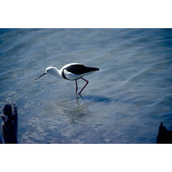 A Banded Stilt standing in shallow water.