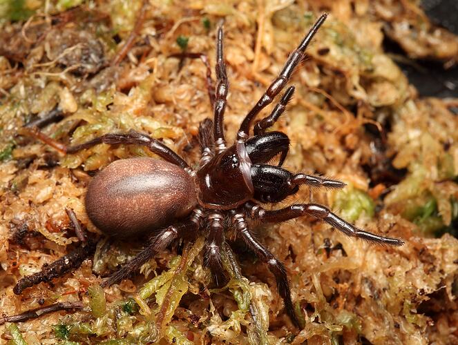 A Victorian Funnelweb Spider on brown and green moss.