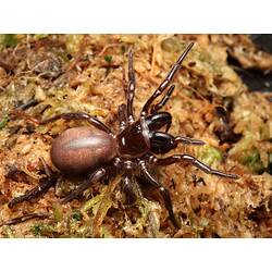 A Victorian Funnelweb Spider on brown and green moss.