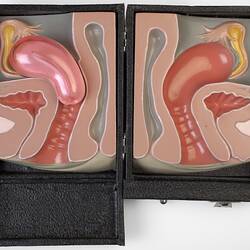 3D model of the female reproductive system.