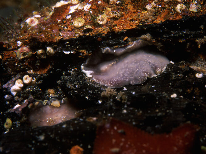 Flatworm on encrusted timber.