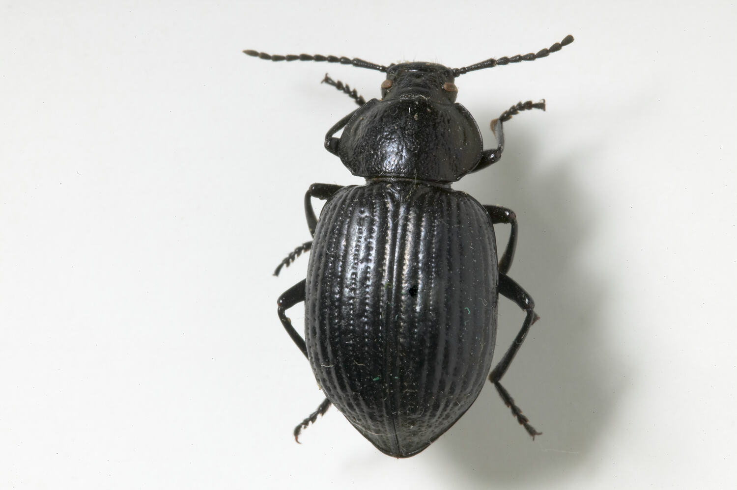 Adelium similatum Germar, 1848, Darkling Beetle