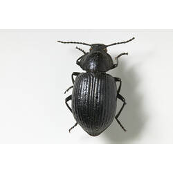 <em>Adelium similatum</em> Germar, 1848, Darkling Beetle