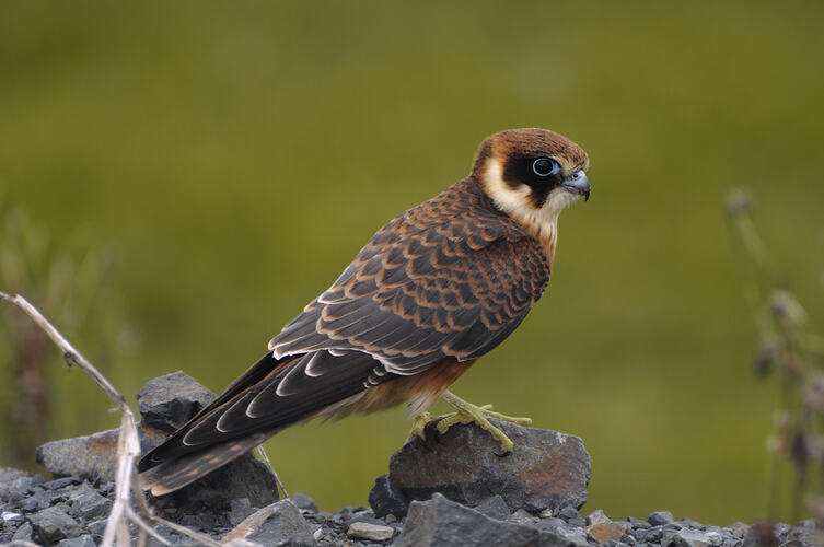 An Australian Hobby perched on a rock, greenery behind.