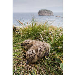 Two birds, Pacific Gull chicks, in a cliff-top nest.