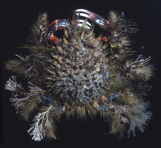 Bear Seaweed Crab; dorsal view.