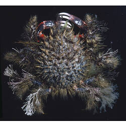<em>Notomithrax ursus</em> (Herbst, 1788), Bear Seaweed Crab
