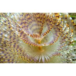 Spiral-shaped feeding tentacles of a European Fan Worm.
