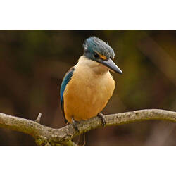 A Sacred Kingfisher perched on a branch.