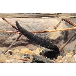 Stratiomyidae, Soldier Fly larva
