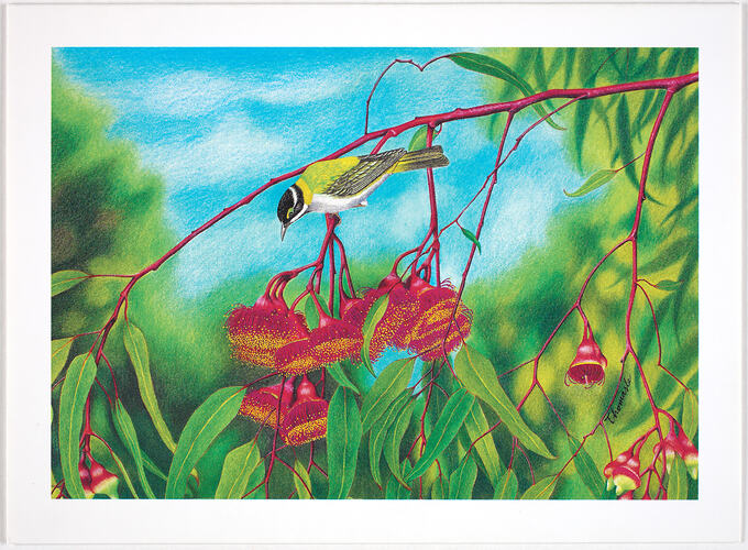 Greeting Card - Eucalyptus Caesia and Black-Chinned Honeyeater, Thomas Le for Austcare, 1996