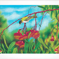 Greeting Card - Eucalyptus Caesia and Black-Chinned Honeyeater, Thomas Le for Austcare, 1996