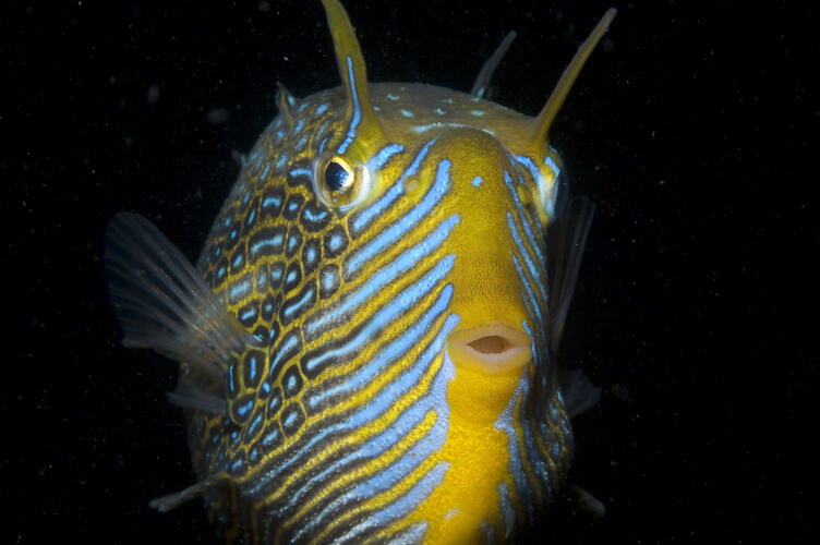 A fish, the Ornate Cowfish, close-up of face.