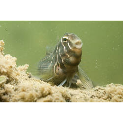 A fish, the Oyster Blenny, swimming on a silty ledge.