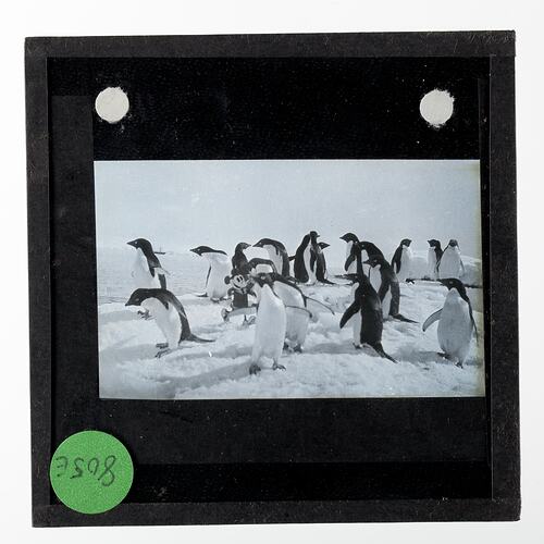 Lantern Slide - Adelie Penguin Rookery, Cape Denison, BANZARE Voyage 2, Antarctica, 1930-1931
