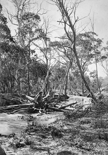 Fallen tree across a road through a heavily forested area.