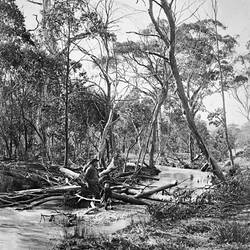 Negative - Fallen Tree Across Road, Omeo District, Victoria, circa 1910s