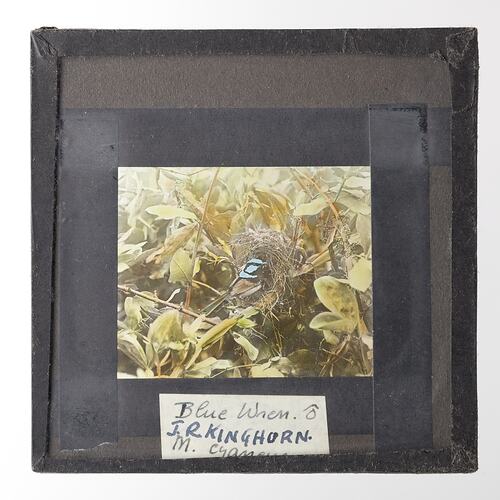 Lantern Slide - Blue Wren, 1920-1940