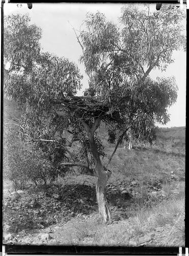Tree grave, Barrow Creek, Northern Territory, Australia, 1901