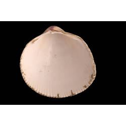 Thin-ribbed Cockle; shell interior.
