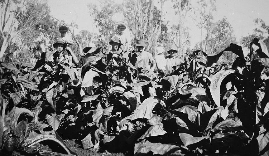 Men standing behind a tobacco crop. Two men hold children on their shoulders.