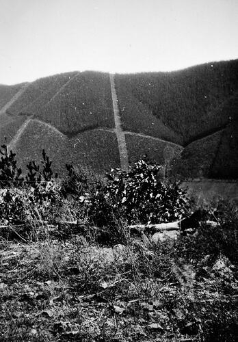 Hillside with pathways cutting through dense pine plantation.