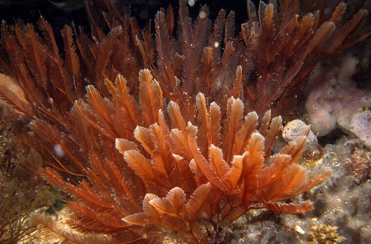 Pinkish feathery hydroid colony on reef.