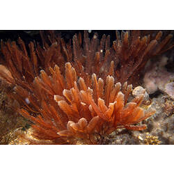 Pinkish feathery hydroid colony on reef.