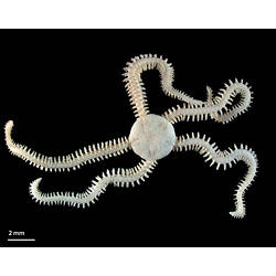 Dry brittle star specimen with scale bar.