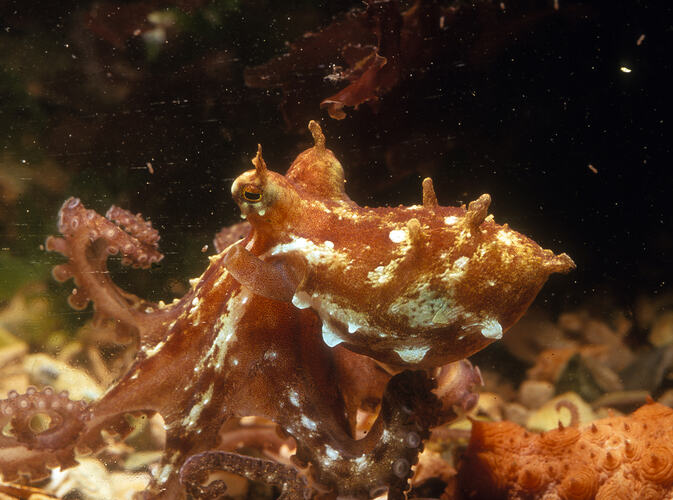 Frilled Pygmy Octopus