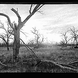 Glass Negative - Ring Box Timber, Murray Frontage, by A.J. Campbell, Riverina, New South Wales, Jun 1895
