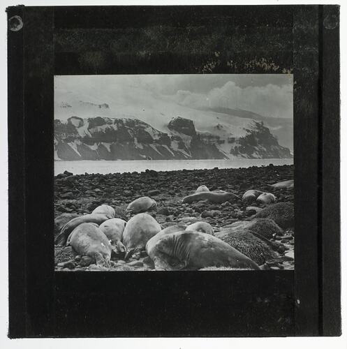 Lantern Slide - 'Young Sea Elephants at Heard Island', BANZARE Voyage 1, Antarctica, 1929-1930