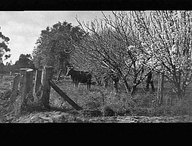 MERRIGUM - PITTS ORCHARD - ALMOND TREES