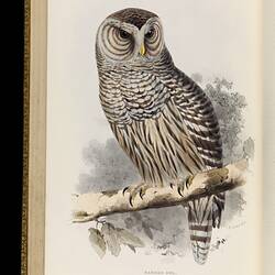 Brown and grey owl with circular stripes around each eye. The owl is perched on a branch.