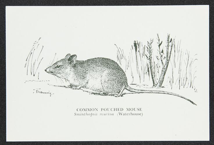 Postcard with illustration of a mouse.