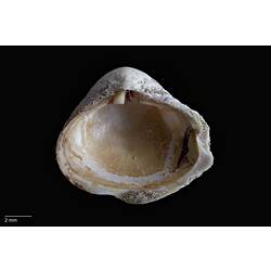 Interior view of bivalve shell.