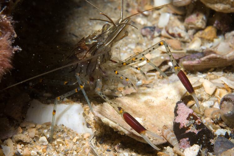 <em>Palaemon serenus</em>, Red-handed Shrimp. Portsea Pier, Port Phillip, Victoria.