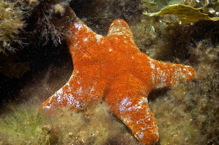 Orange seastar on a reef.