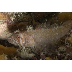 <em>Trinorfolkia clarkei</em>, Clark's Threefin. Mornington Jetty, Port Phillip, Victoria.