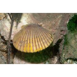 <em>Mimachlamys asperrima</em>, Doughboy Scallop. Western Port, Victoria.