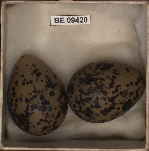 Two bird eggs with specimen label in box.