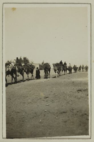 Camel Train Transport, Egypt, 1914-1918