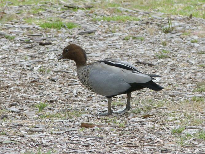 An Australian Wood Duck, standing on dry leaf litter.