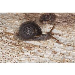 <em>Strangesta gawleri</em>, Gawler Carnivorous Snail. Grampians National Park, Victoria.